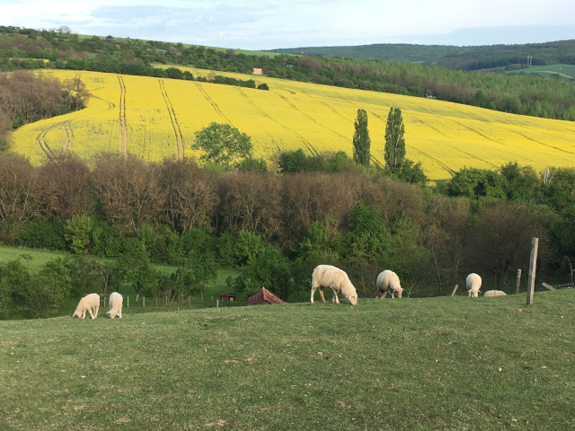 Sheep over emence Forest
