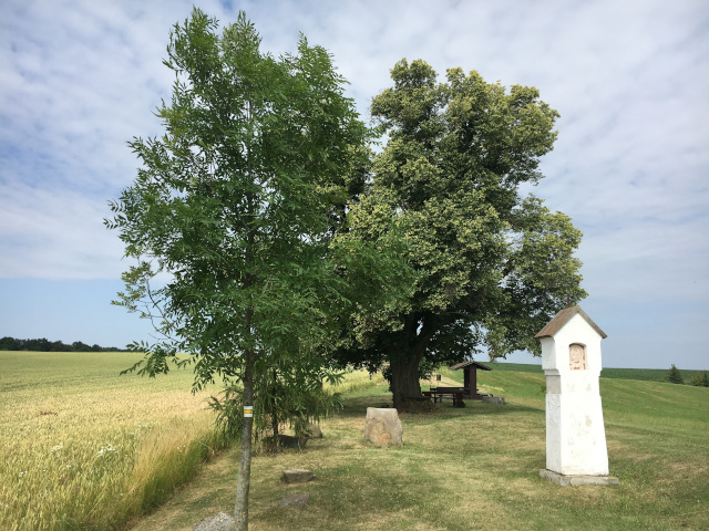 Linden under Hol Hill